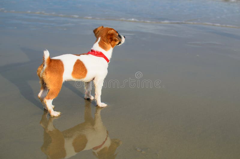 Cute jack russel puppy on the beach