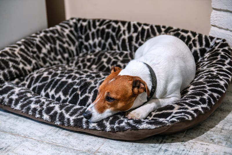 855 Jack Russel Bed Stock Photos Free & RoyaltyFree Stock Photos