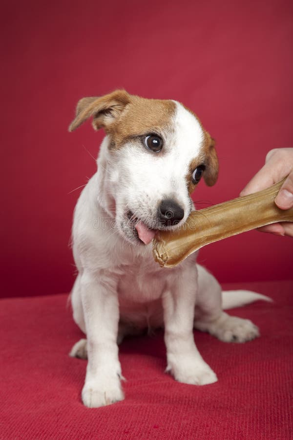 Cute Jack Russell Terrier Eating Bone Stock Image Image of front