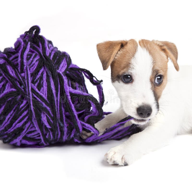 Cute jack russell terrier puppy