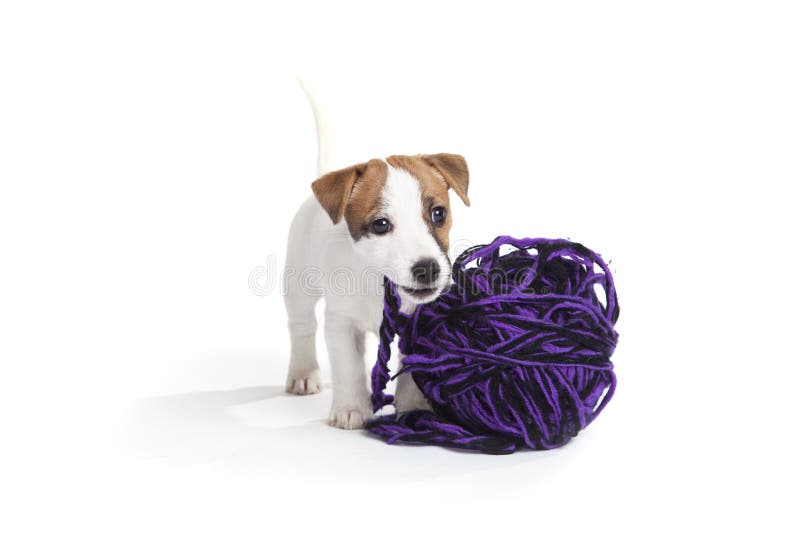 Cute jack russell terrier puppy