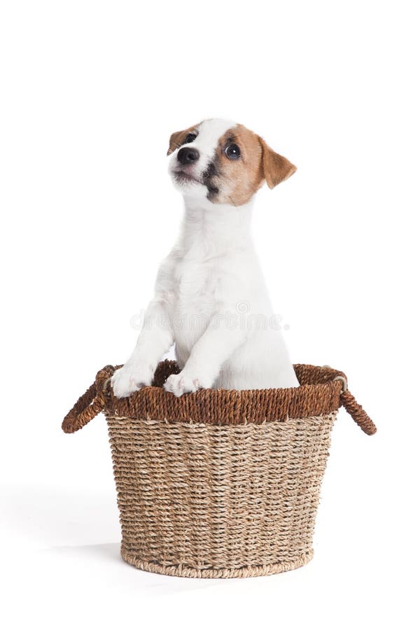 Cute jack russell terrier puppy