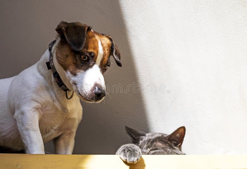 Cute Jack Russell Terrier Puppy is Playing with a Gray Cat. Bottom View