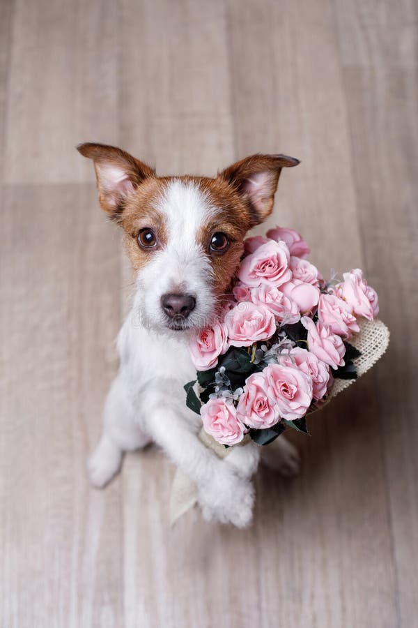 Cute Jack Russell Terrier. Valentine`s day. royalty free stock images Cute Jack Russell Terrier. Valentine`s day. royalty free stock images