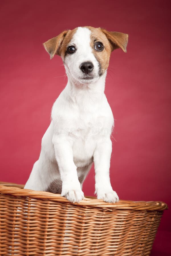 Cute jack russell terrier in wicker basket