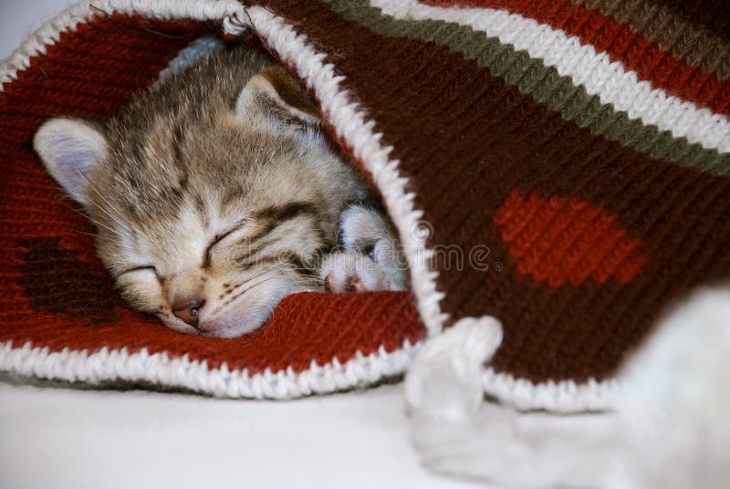 Cute kitten royalty free stock image