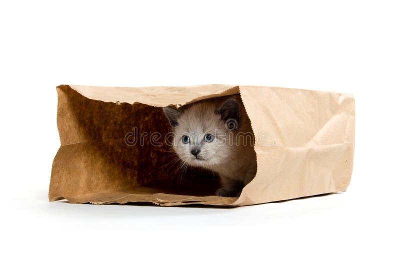 Cute Kitten In A Bag Stock Image Image Of Background 34252663