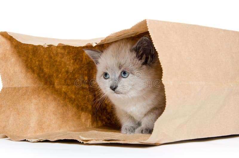 Cute Kitten In A Bag Stock Image Image Of Adorable White 34252665