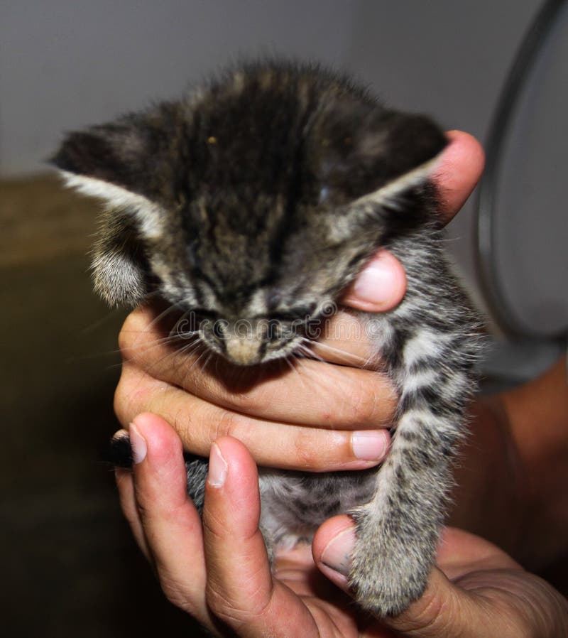 Cuddly kitten stock photo. Image of eyes, white, blamket 612078