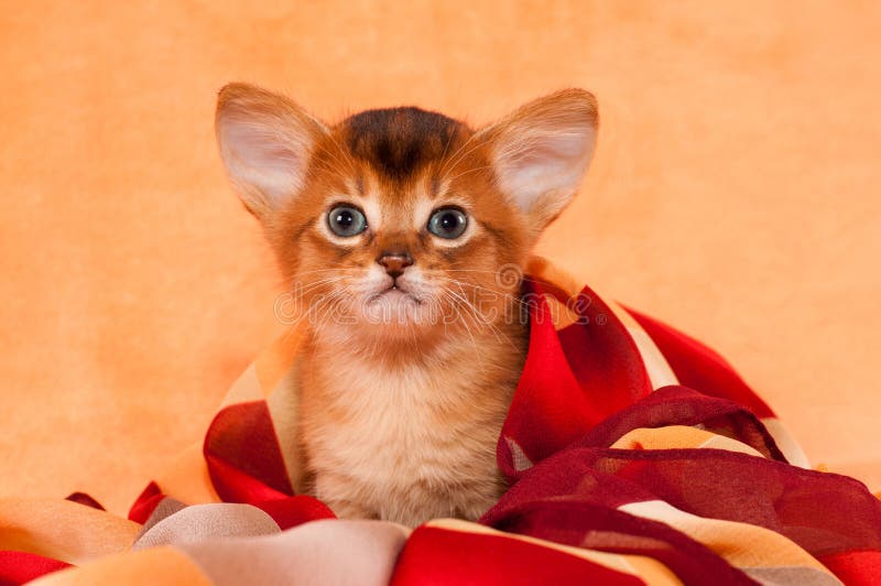 Cute kitten with big ears stock image. Image of horizontal 47591439