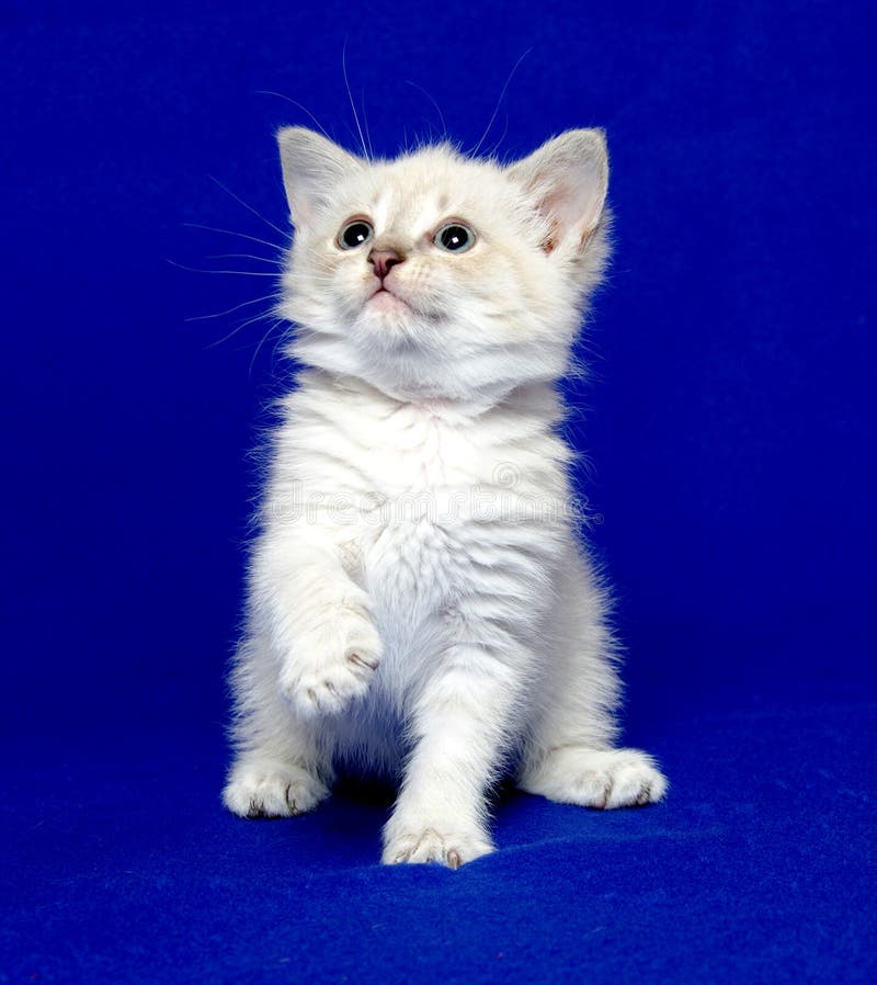 Cute Kitten On Blue Background Stock Photos - Image: 20180553