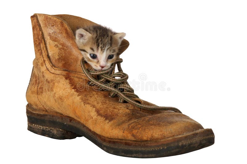 Cute little kitten looking out of an old leather boot. Cute little kitten looking out of an old leather boot