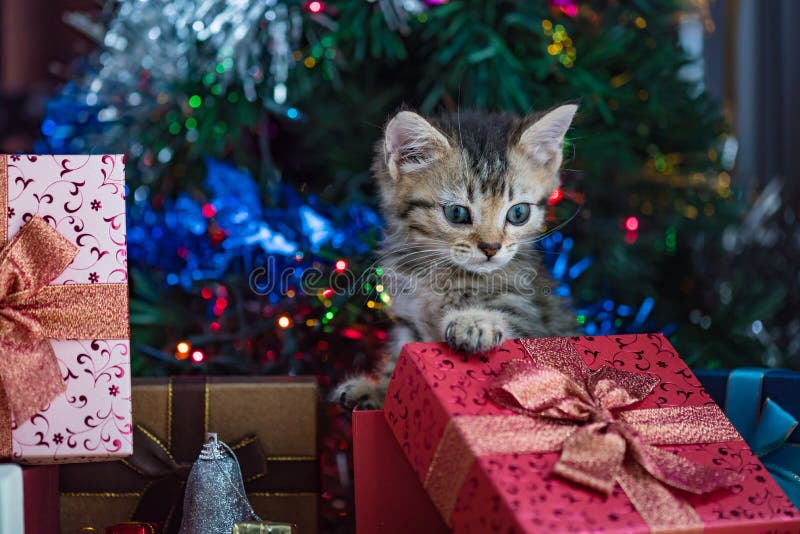 Cute kitten in christmas. stock image. Image of portrait - 81108633