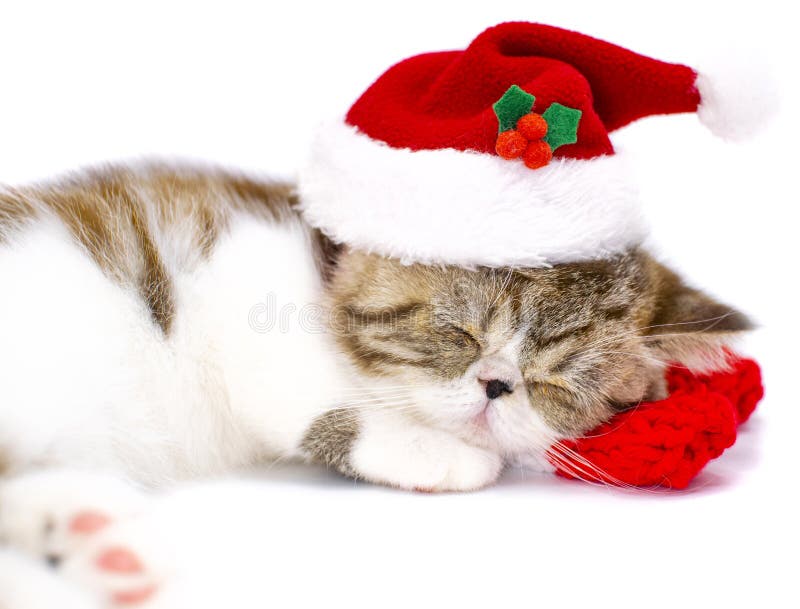 Holiday Gift White Shorthair Cat Blue Eyes Santa Hat Christmas Ornament 