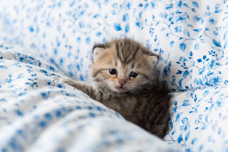 Cute kitten stock photo. Image of home, blanket, kiss 64606980