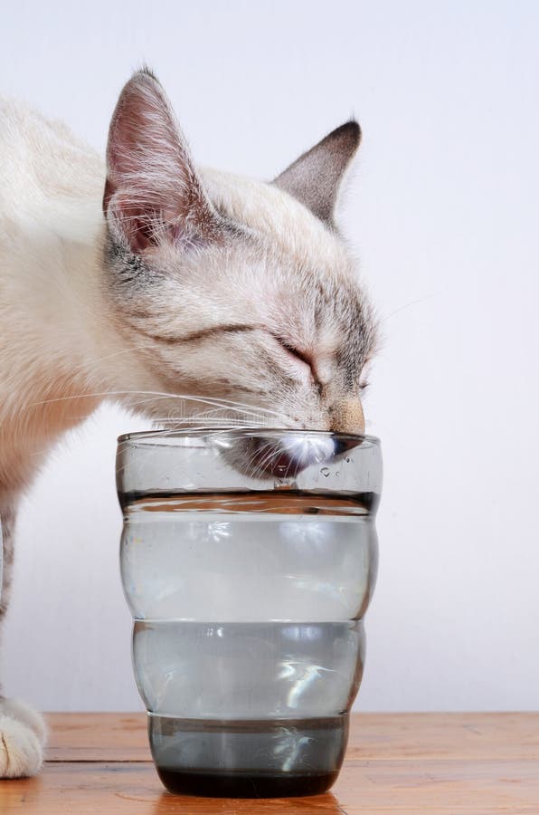 Kitten drinking milk stock image. Image of eating, medicine 11140575