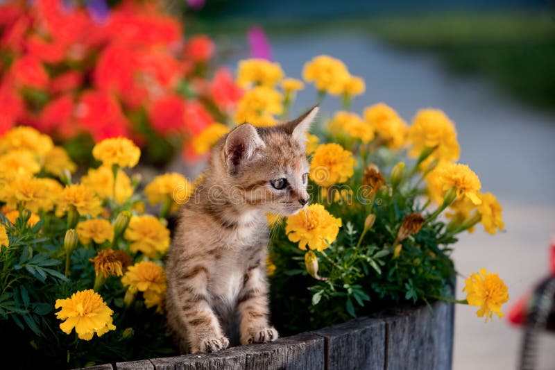 Cute kitten in flowers stock image. Image of kitty, kitten 11185113
