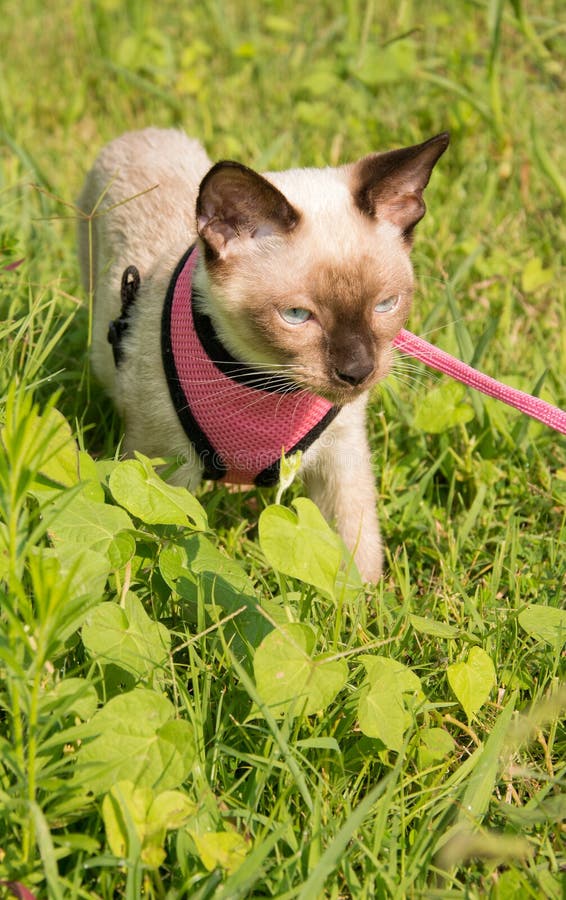 Cute Kitten in Grass Wearing a Harness and a Leash Stock Photo Image