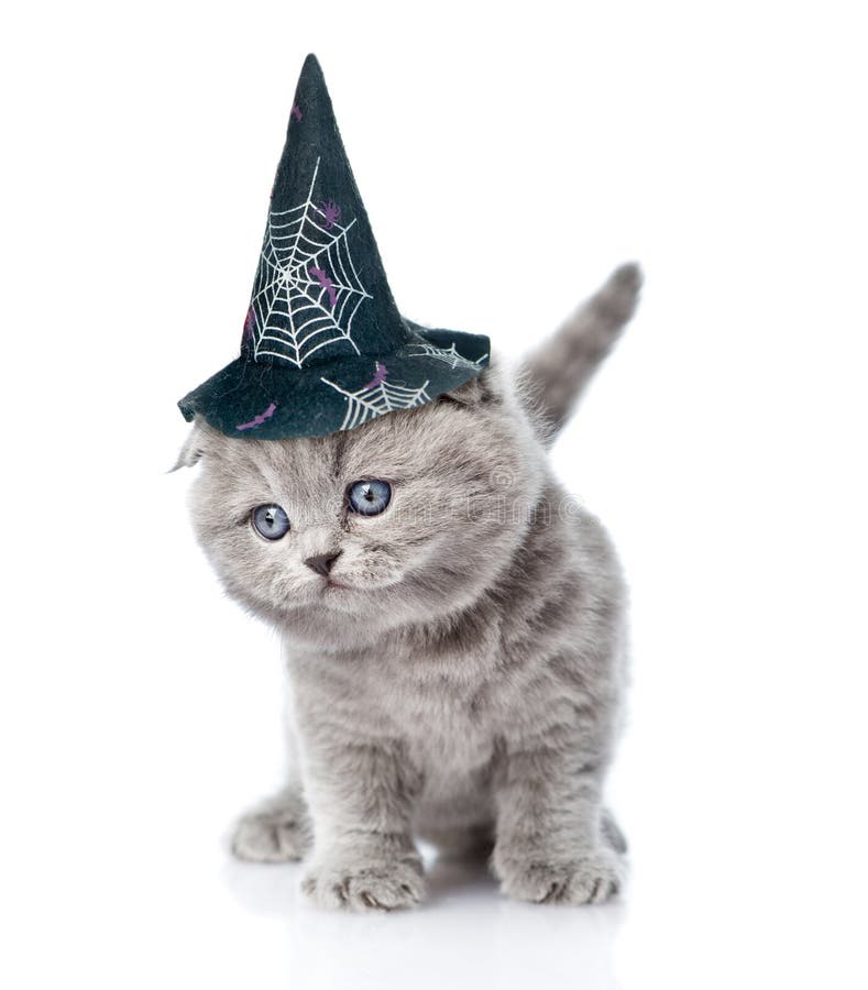 Cute Kitten with Hat for Halloween. on White Background Stock Photo