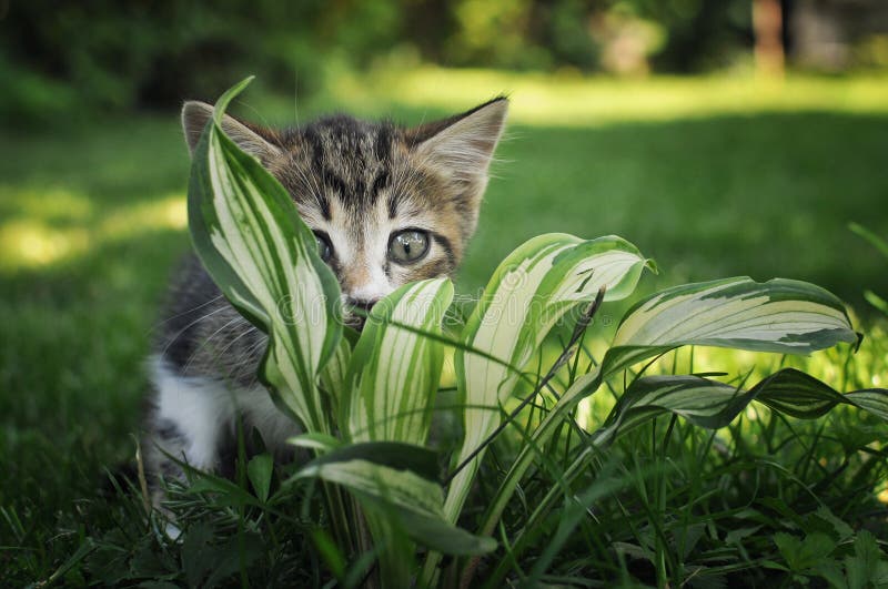 Cute kitten hiding in the flowers