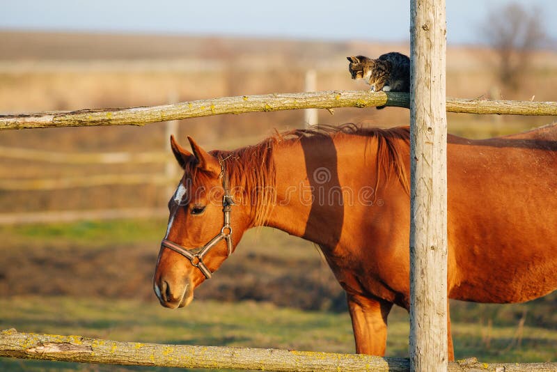 Cute Kitten and Horse on the Farm. Stock Image Image of outside