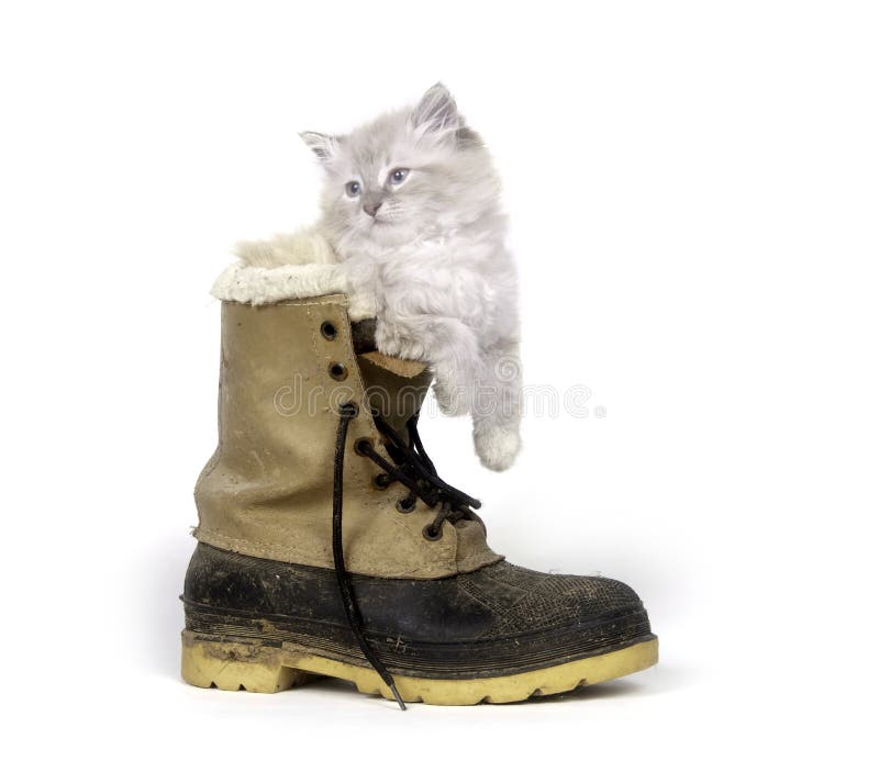 Cute baby kitten sitting inside of dirty boot on white background. Cute baby kitten sitting inside of dirty boot on white background