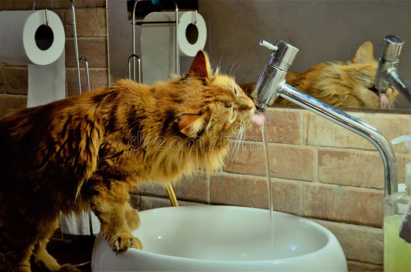 drinking sink water in bathroom