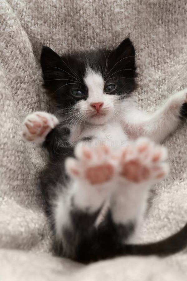 Cute Baby Kitten Lying on Cozy Blanket Stock Photo Image of domestic