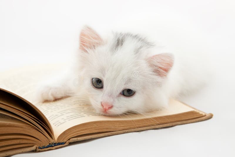 Cute kitten lying on old book on white