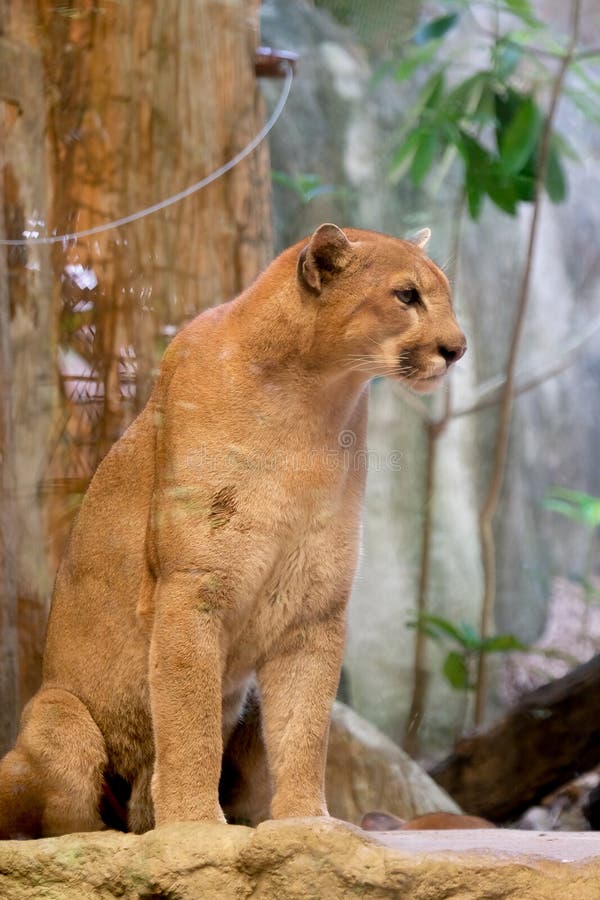 puma kitten