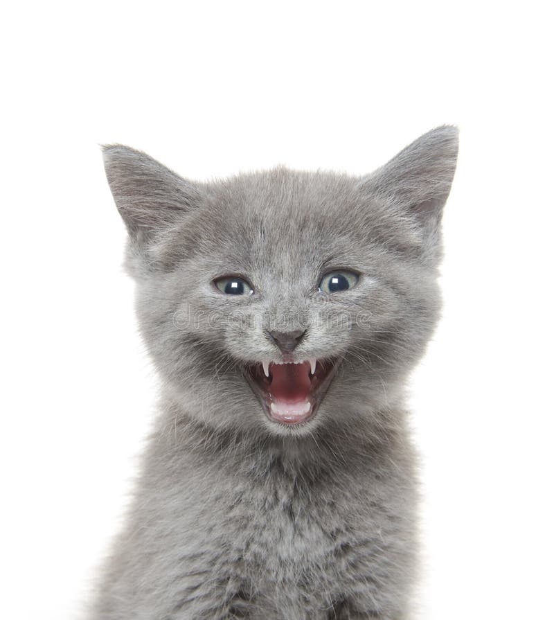 Cute Kitten with Mouth Open Stock Photo - Image of mouth, animal: 41766684