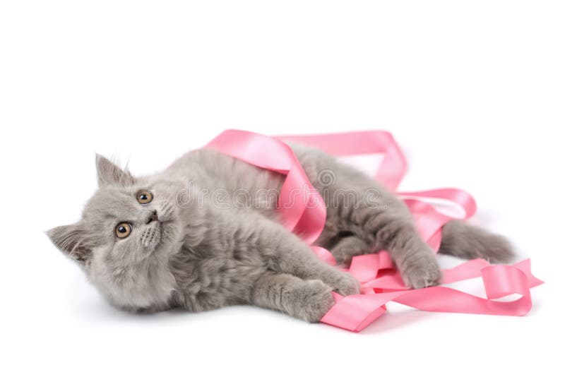 Cute kitten playing with pink ribbon isolated