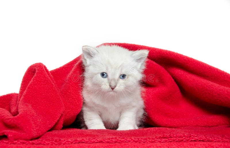 Cute Kitten And Red Blanket Stock Photo Image of animal, kitty 20180480