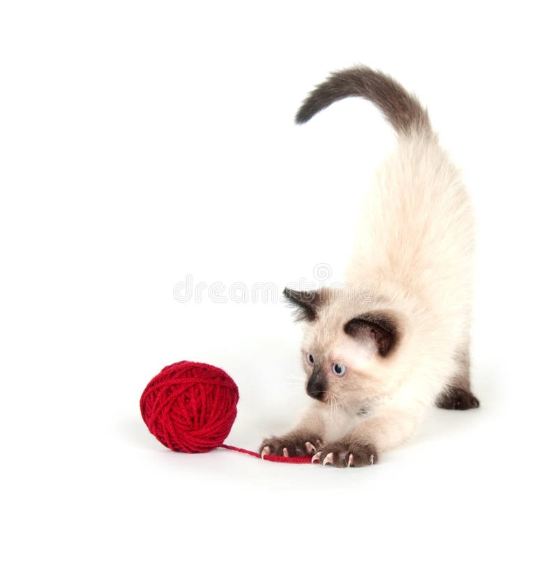 Cute kitten and red yarn