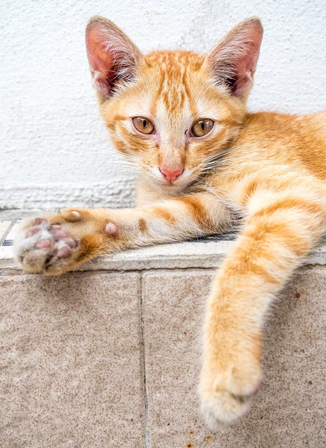 Cute Kitten Relax In Outdoor Backyard Stock Photo - Image ...