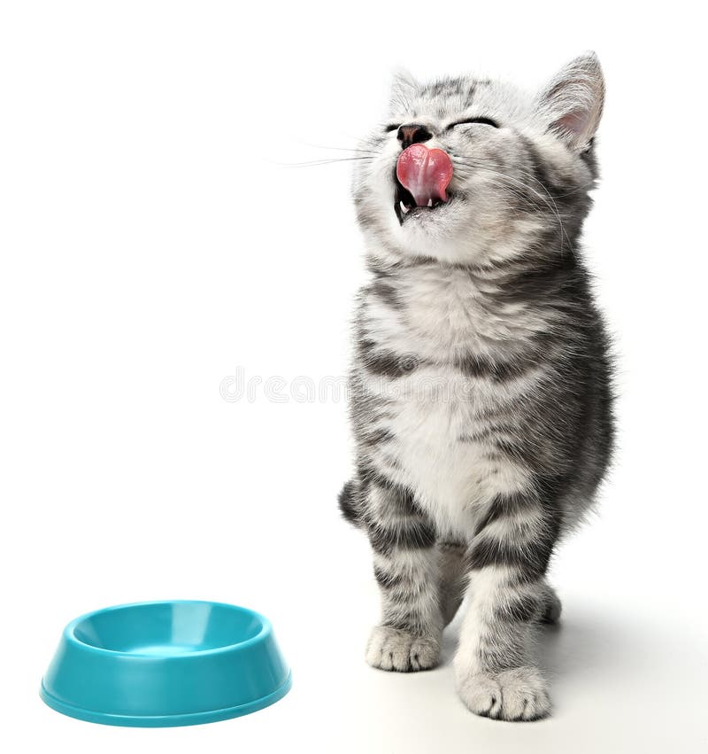 Cute kitten sitting, looking up and licking its lips waiting for yummy isolated on white background. Kitten grey striped