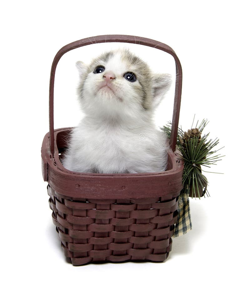 Cute Kitten In A Small Basket Stock Photo - Image of container, mammal: 22544868