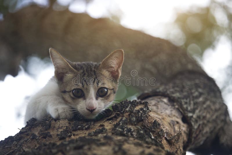 265 Cute Cat Stuck Tree Stock Photos Free & RoyaltyFree Stock Photos