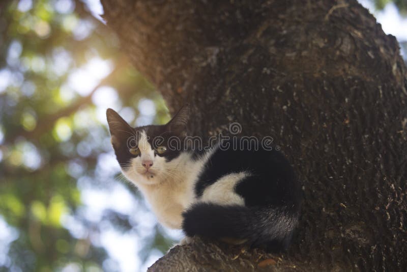 258 Cute Cat Stuck Tree Stock Photos Free & RoyaltyFree Stock Photos from Dreamstime