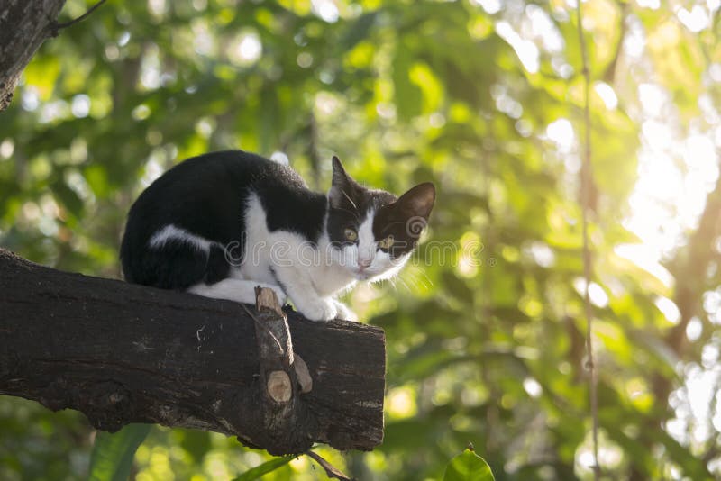 kitten stuck in tree
