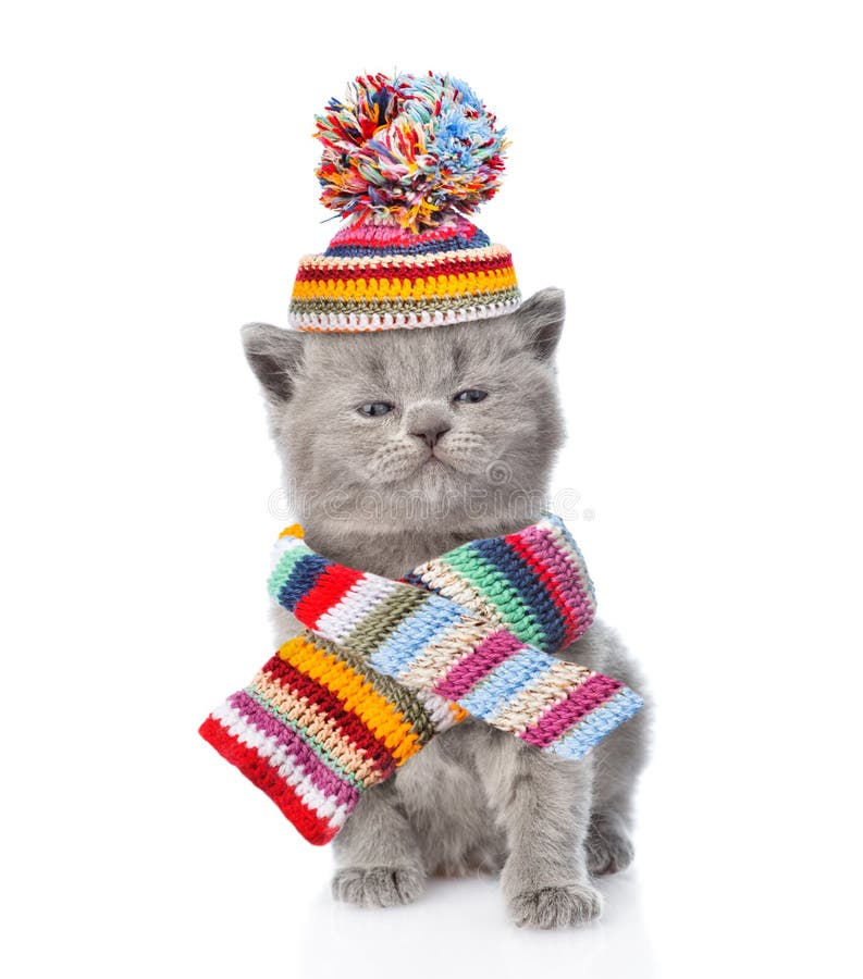 Cute kitten wearing a scarf and warm hat with pompon. isolated on white background