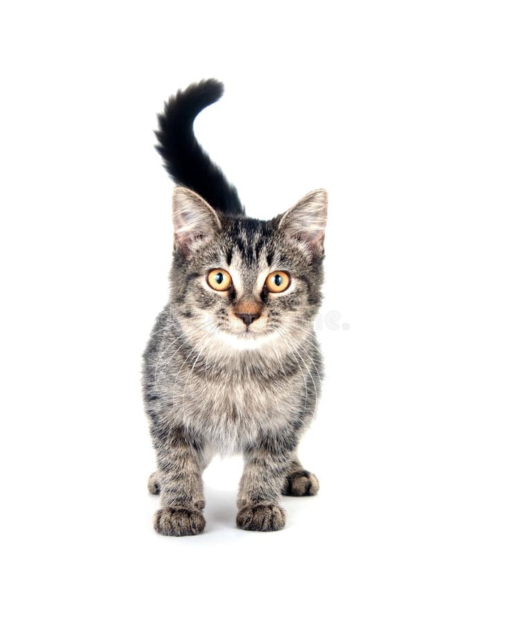 Cute kitten on white background