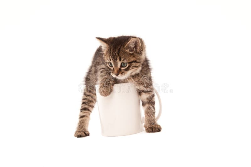 Cute kitten in white cup isolated on white