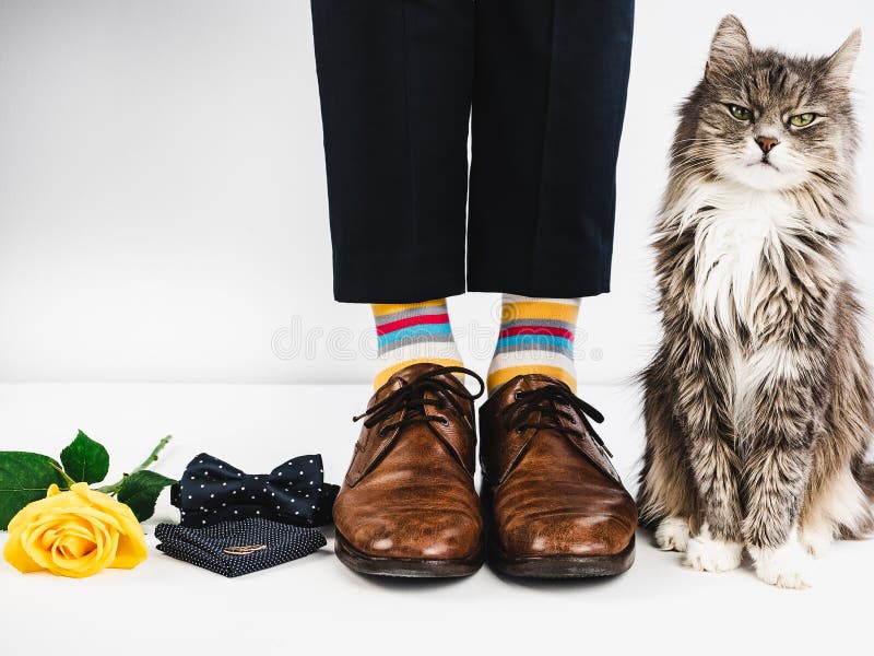 Cute kitten, yellow rose, wedding rings, bow tie, men`s legs in bright, striped socks and stylish brown shoes on a white background. Style, fashion, beauty. Cute kitten, yellow rose, wedding rings, bow tie, men`s legs in bright, striped socks and stylish brown shoes on a white background. Style, fashion, beauty