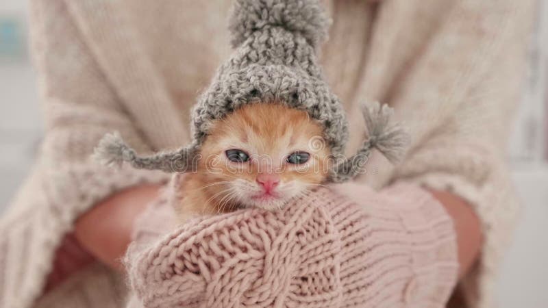 Cute Kitten zubereitet fÃ¼r den Winter, mit gewirktem Wollhathut