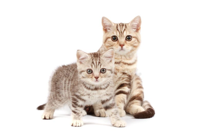 Cute kittens