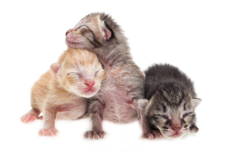 Cute kittens background