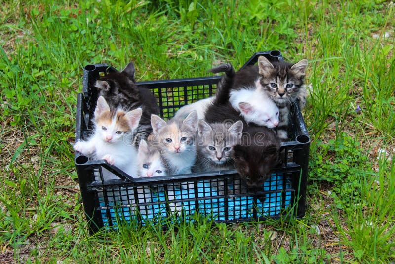 Cute Kittens in a Crate for Adoption