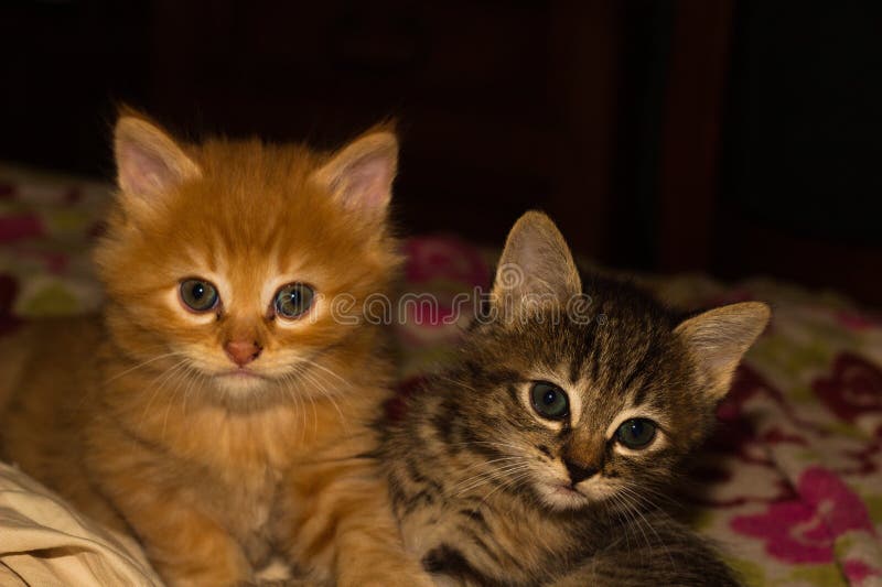 Cute Kittens with Green Eyes Looking at the Camera Stock Image - Image ...