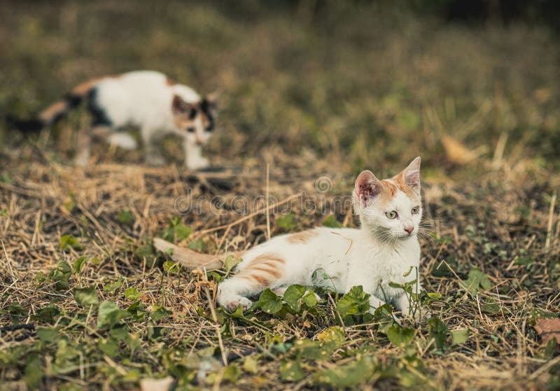 Cute Kittens Playing on the Field Stock Image Image of animal, kitten